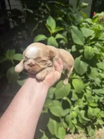 Imperial Brody, a male Shih Tzu for sale in Ranger, GA – 5 of 7