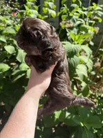 Max, a male Shih Tzu for sale in Ranger, GA – 2 of 3