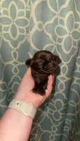 CKC LUCY, a female Shih Tzu for sale in Ranger, GA – 2 of 6