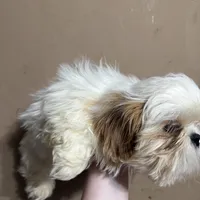 CKC Gingersnap, a female Shih Tzu for sale in Ranger, GA – Photo 5 of 7