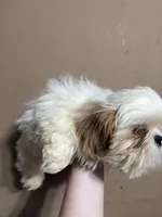 CKC Gingersnap, a female Shih Tzu for sale in Ranger, GA – Photo 5 of 7