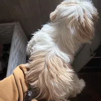 CKC Gingersnap, a female Shih Tzu for sale in Ranger, GA – Photo 6 of 7