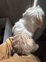 CKC Gingersnap, a female Shih Tzu for sale in Ranger, GA – Photo 6 of 7