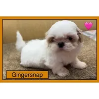 CKC Gingersnap, a female Shih Tzu for sale in Ranger, GA – Photo 7 of 7