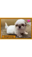 CKC Gingersnap, a female Shih Tzu for sale in Ranger, GA – Photo 7 of 7