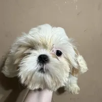 CKC Gingersnap, a female Shih Tzu for sale in Ranger, GA – Photo 3 of 7