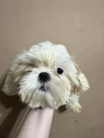 CKC Gingersnap, a female Shih Tzu for sale in Ranger, GA – Photo 3 of 7