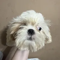 CKC Gingersnap, a female Shih Tzu for sale in Ranger, GA – Photo 2 of 7