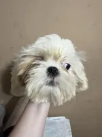 CKC Gingersnap, a female Shih Tzu for sale in Ranger, GA – Photo 2 of 7