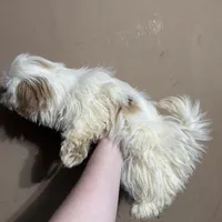 CKC Gingersnap, a female Shih Tzu for sale in Ranger, GA – Photo 4 of 7