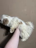 CKC Gingersnap, a female Shih Tzu for sale in Ranger, GA – Photo 4 of 7