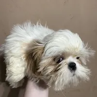 CKC Gingersnap, a female Shih Tzu for sale in Ranger, GA – Photo 1 of 7