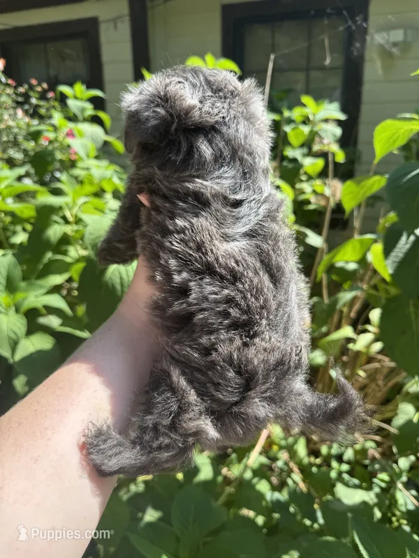 Bluey  – Shih Tzu puppy for sale in Ranger, GA
