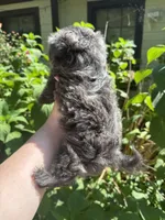 Bluey , a female Shih Tzu for sale in Ranger, GA – 1 of 3
