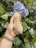 Imperial Daisy , a female Shih Tzu for sale in Ranger, GA – 5 of 7