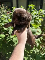 Paul, a male Shih Tzu for sale in Ranger, GA – 2 of 4