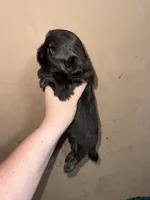 Imperial princess , a female Shih Tzu for sale in Ranger, GA – 5 of 8