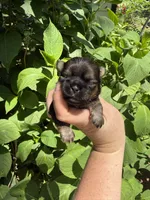 Imperial Logan , a male Shih Tzu for sale in Ranger, GA – 4 of 5