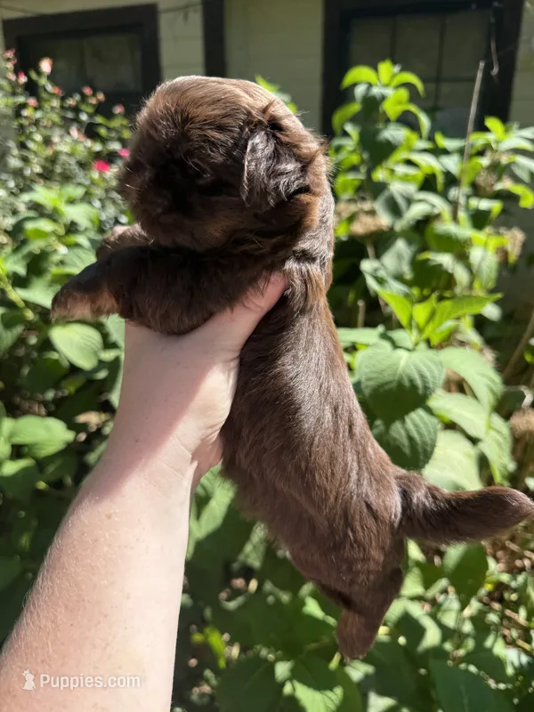 Paul – Shih Tzu puppy for sale in Ranger, GA