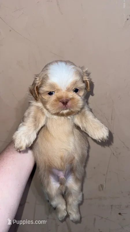 Imperial Brody – Shih Tzu puppy for sale in Ranger, GA