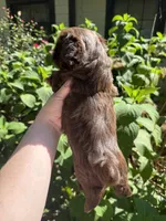 Paul, a male Shih Tzu for sale in Ranger, GA – 3 of 4