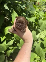 Imperial Maxwell, a male Shih Tzu for sale in Ranger, GA – 3 of 7