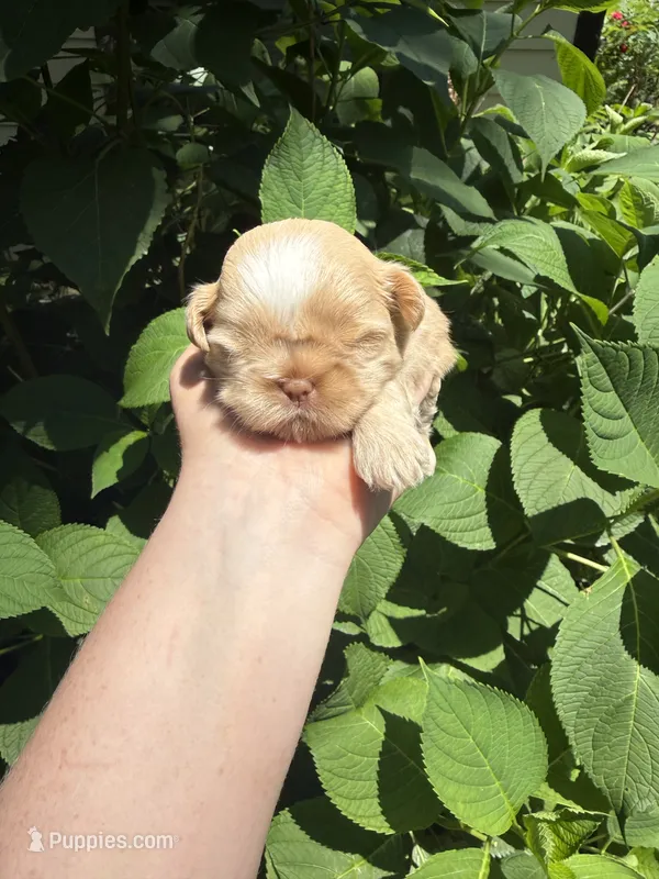 Imperial Daisy  – Shih Tzu puppy for sale in Ranger, GA