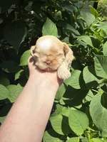 Imperial Daisy , a female Shih Tzu for sale in Ranger, GA – 1 of 7
