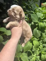 Imperial Brody, a male Shih Tzu for sale in Ranger, GA – 3 of 7