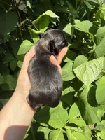 Imperial princess , a female Shih Tzu for sale in Ranger, GA – 6 of 8