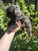 Bluey , a female Shih Tzu for sale in Ranger, GA – 2 of 3