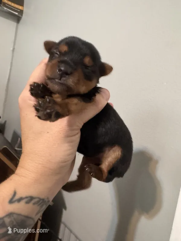 Standard girl 4 – Yorkshire Terrier puppy for sale in Bloomington, IN