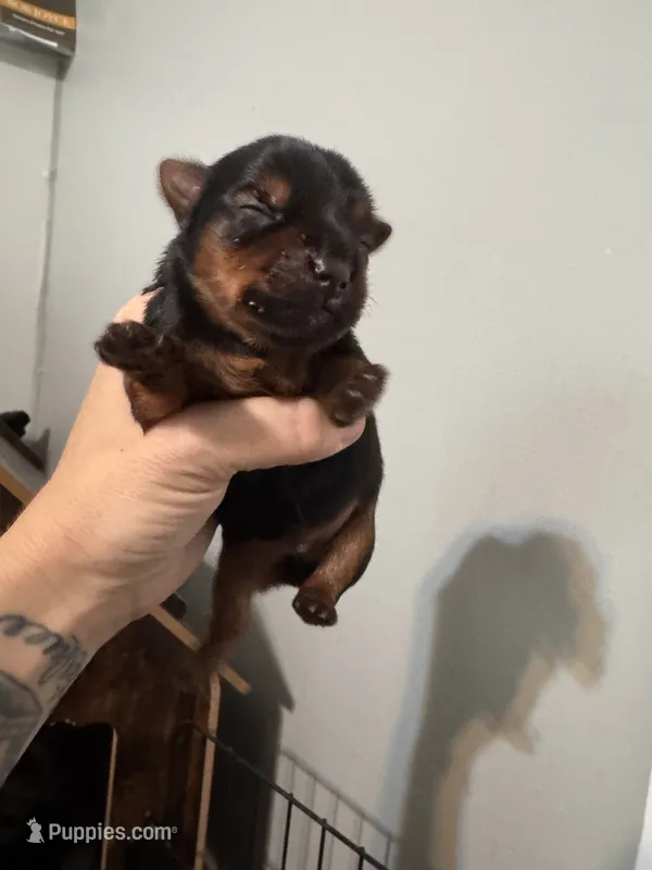 Standard boy 1 – Yorkshire Terrier puppy for sale in Bloomington, IN