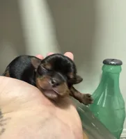 Boy 2 , a male Yorkshire Terrier for sale in Bloomington, IN – 1 of 2