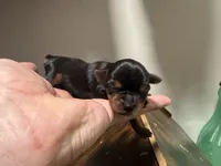 Boy 3 , a male Yorkshire Terrier for sale in Bloomington, IN – 2 of 2