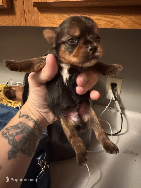 Boy 3  – Yorkshire Terrier puppy for sale in Bloomington, IN