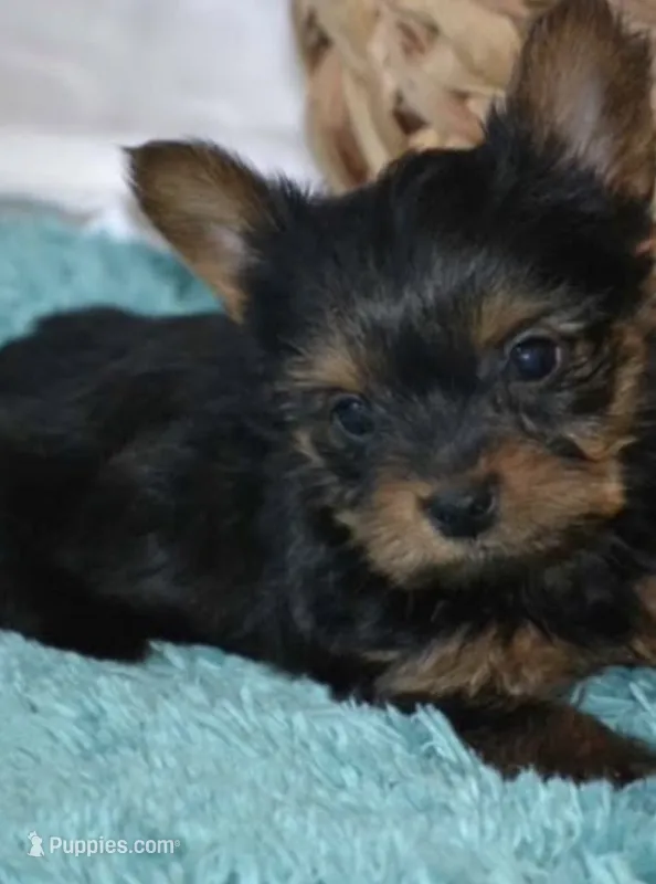 Milo – Yorkshire Terrier puppy for sale in Bloomington, IN