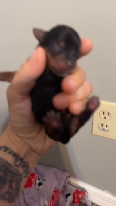 Girl 2, a female Yorkshire Terrier for sale in Bloomington, IN – 2 of 2