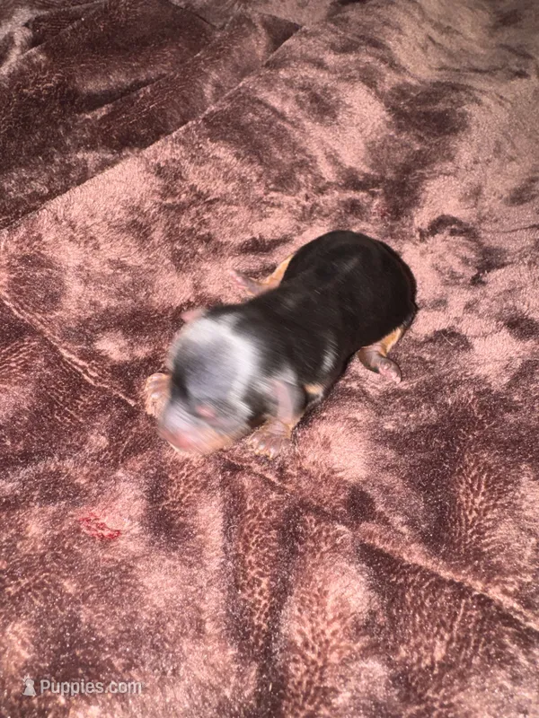 Standard girl 3 – Yorkshire Terrier puppy for sale in Bloomington, IN