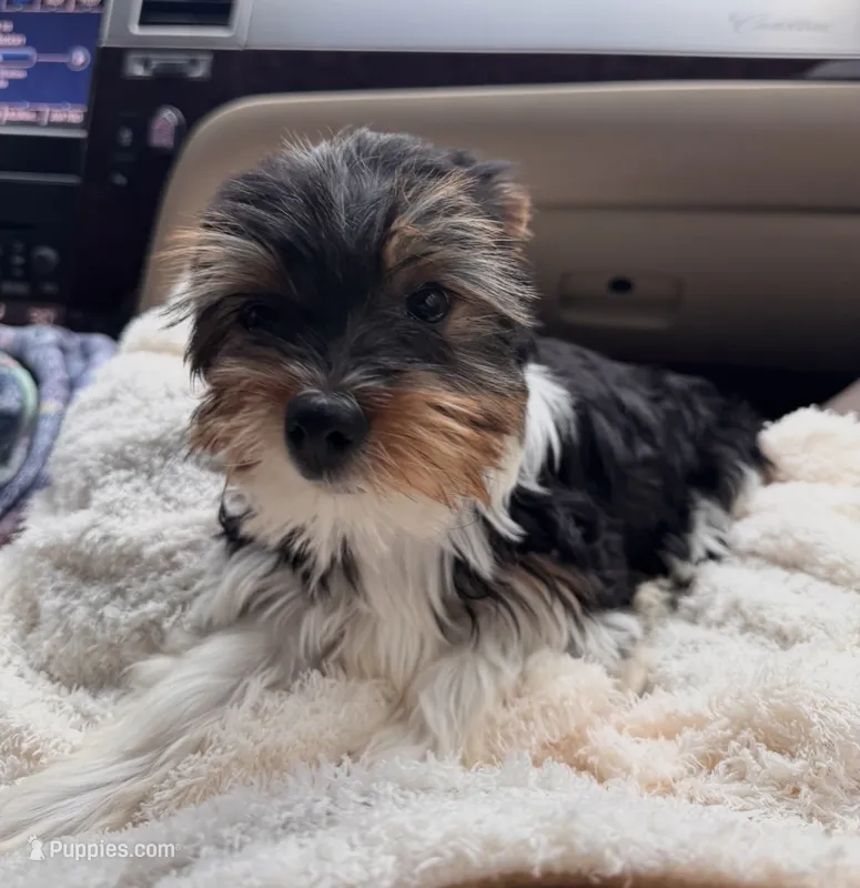 Jaxx – Yorkshire Terrier puppy for sale in Bloomington, IN