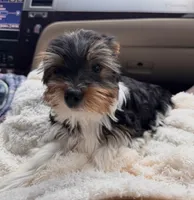 Jaxx, a male Yorkshire Terrier for sale in Bloomington, IN – 1 of 2