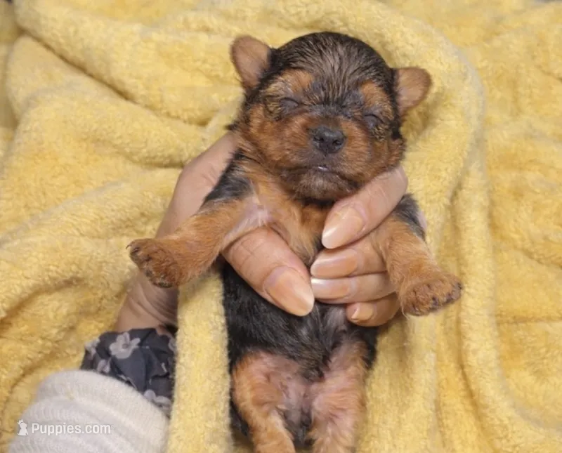 Hazel – Yorkshire Terrier puppy for sale in Bloomington, IN