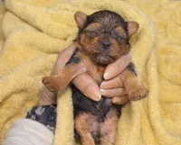 Hazel, a female Yorkshire Terrier for sale in Bloomington, IN – 1 of 1