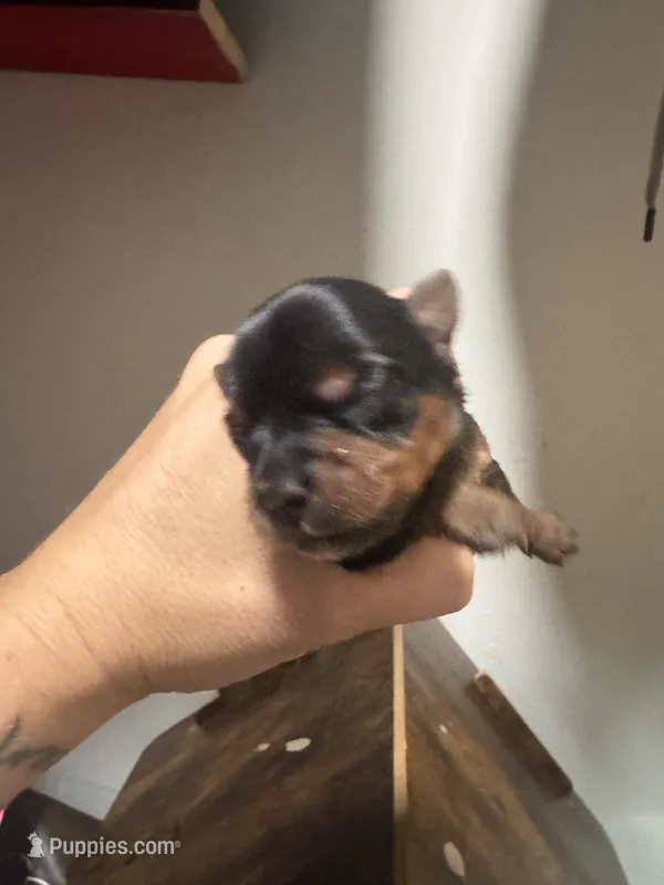 Girl 2 – Yorkshire Terrier puppy for sale in Bloomington, IN