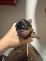 Girl 2, a female Yorkshire Terrier for sale in Bloomington, IN – 1 of 2