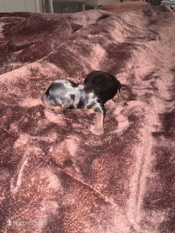 Standard boy 1 – Yorkshire Terrier puppy for sale in Bloomington, IN