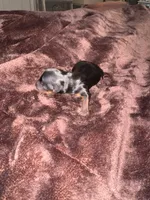 Standard boy 1, a male Yorkshire Terrier for sale in Bloomington, IN – 1 of 1