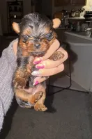 Millie, a female Yorkshire Terrier for sale in Bloomington, IN – 1 of 1