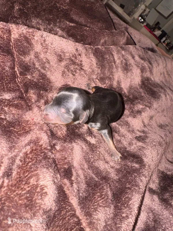 Standard girl 1 – Yorkshire Terrier puppy for sale in Bloomington, IN