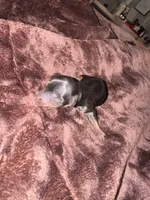 Standard girl 1, a female Yorkshire Terrier for sale in Bloomington, IN – 1 of 1